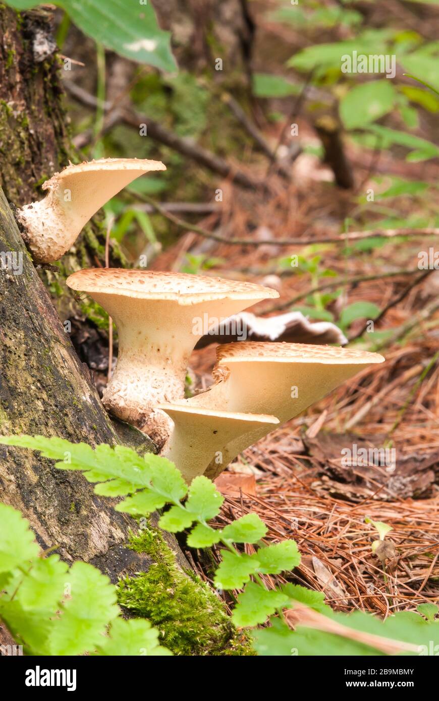 Dryads Sattel, Polyporus squamosus, ein Mitglied der Gruppe der Pilze der Halterung, wächst auf einem verfallenden Stumpf im Osten von Ontario, Kanada Stockfoto