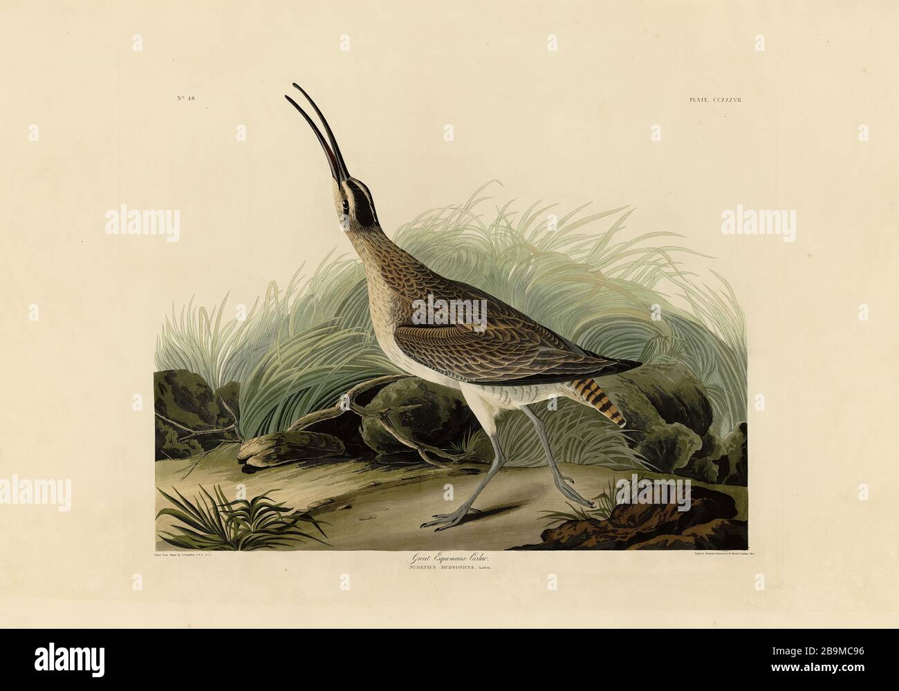 Platte 237 Great Esquimaux Curlew (Northern Curlew) The Birds of America Folio (187-184) John James Audubon, hochauflösendes und qualitativ hochwertiges bearbeitetes Bild Stockfoto