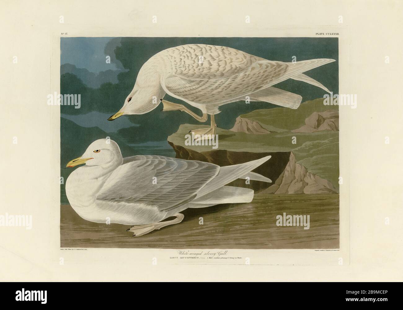 Platte 282 Weiße-geflügelte Silvel-Möwe (Island Gull) The Birds of America (187-184) John James Audubon, sehr hochauflösendes und qualitativ hochwertiges redigtes Bild Stockfoto