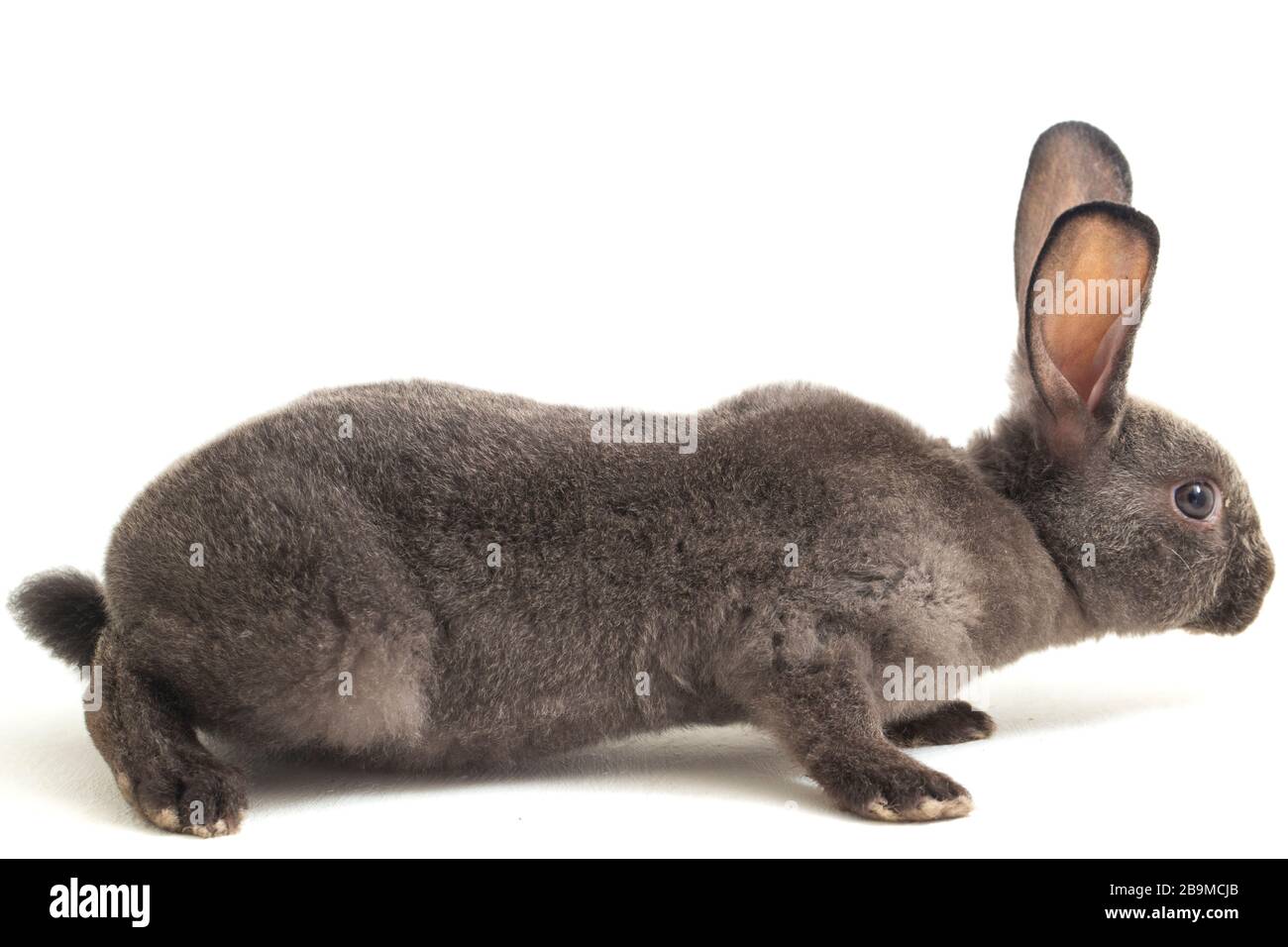 Graues rex-kaninchen isoliert auf weißem Hintergrund Stockfoto