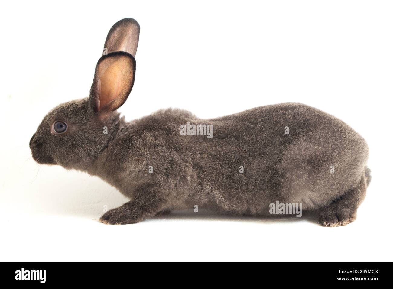Graues rex-kaninchen isoliert auf weißem Hintergrund Stockfoto