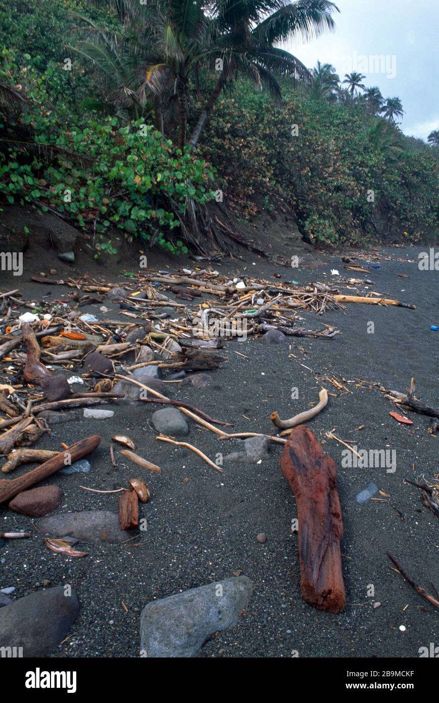 Black Rocks St Kitts Verschmutzungsholz & Müll Am Strand Stockfoto