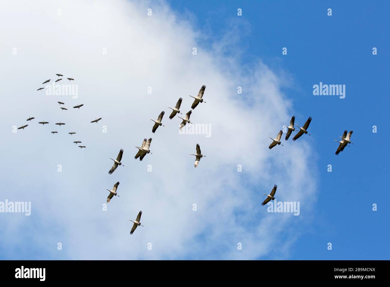 Große wandernde Schar von gemeinen Kränen / Eurasischer Kran (Grus Grus) fliegend / thermisch hoch gegen bewölkten Himmel während der Migration Stockfoto