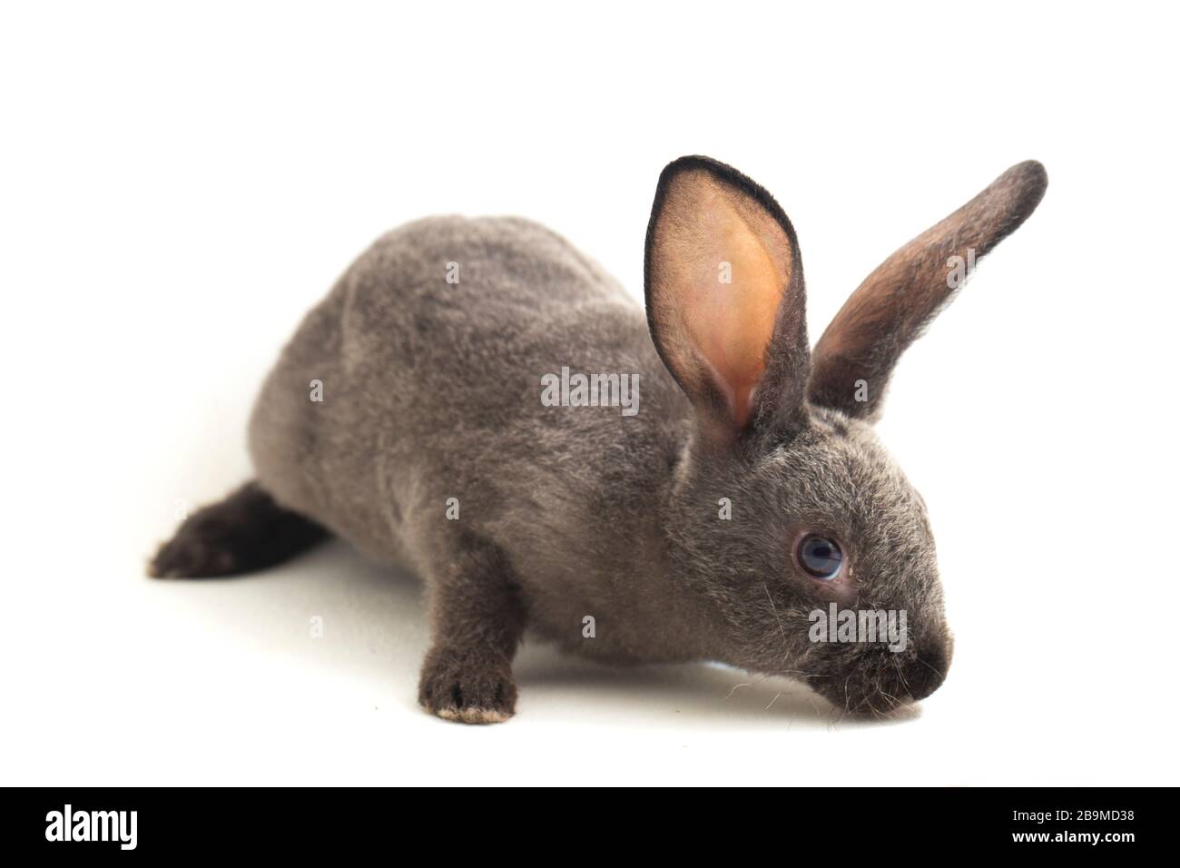 Graues rex-kaninchen isoliert auf weißem Hintergrund Stockfoto