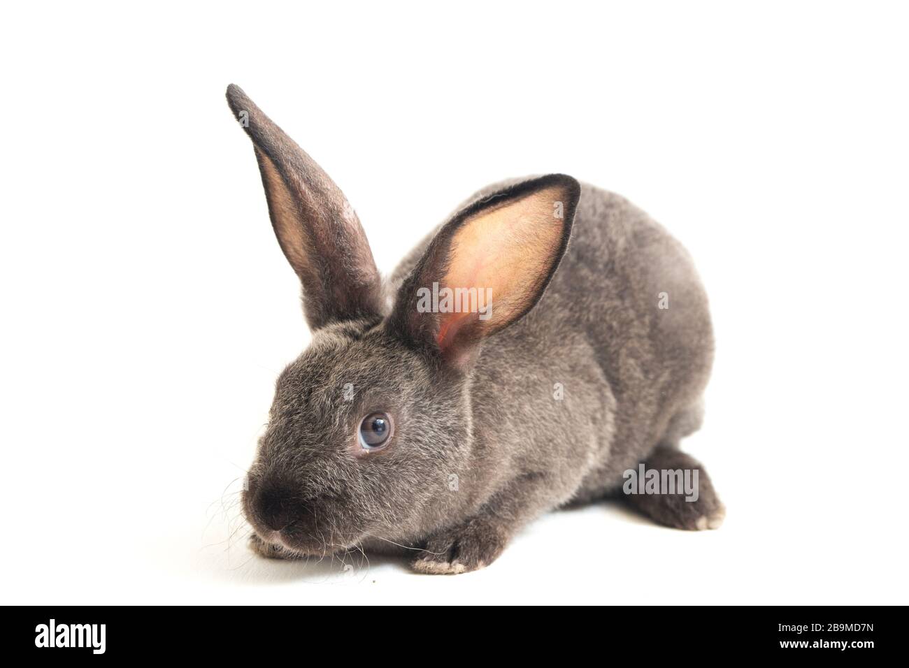 Graues rex-kaninchen isoliert auf weißem Hintergrund Stockfoto