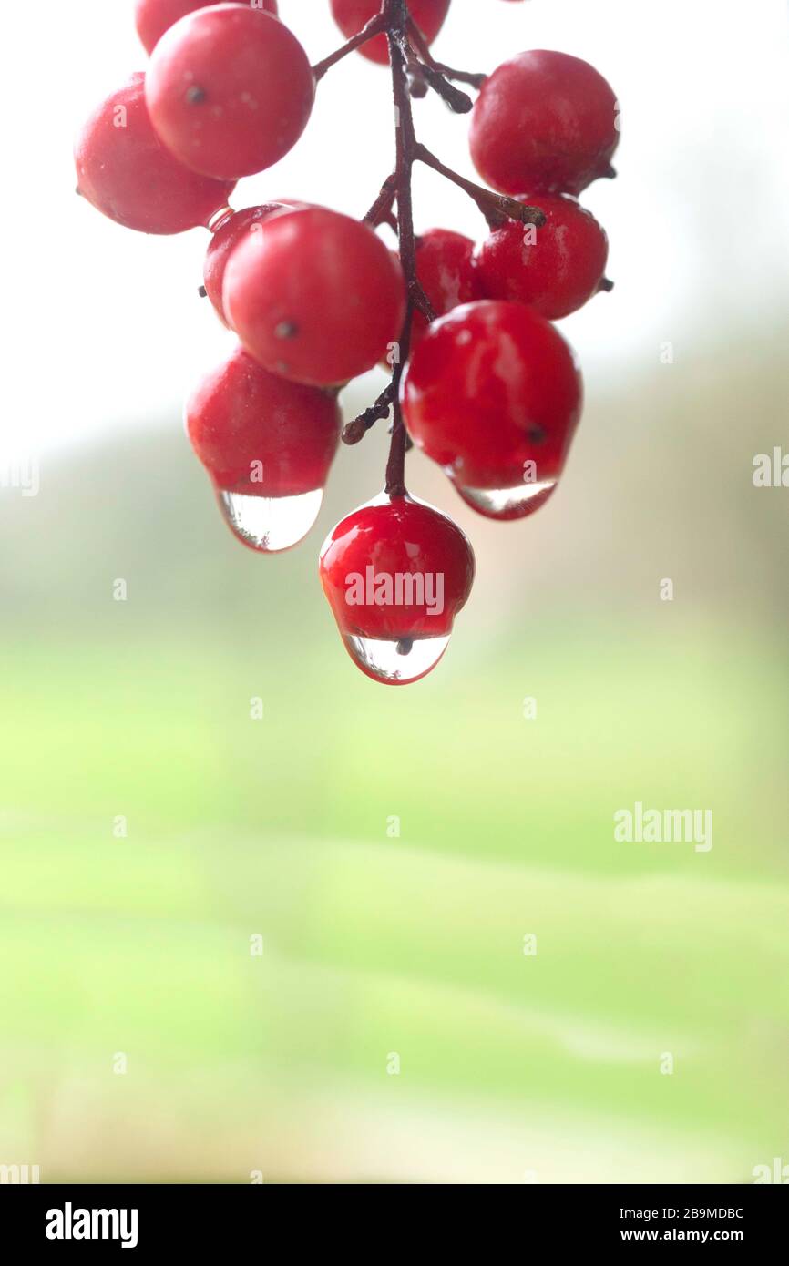 Frühlingszeit Stockfoto
