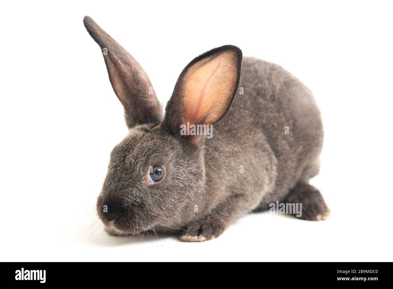 Graues rex-kaninchen isoliert auf weißem Hintergrund Stockfoto