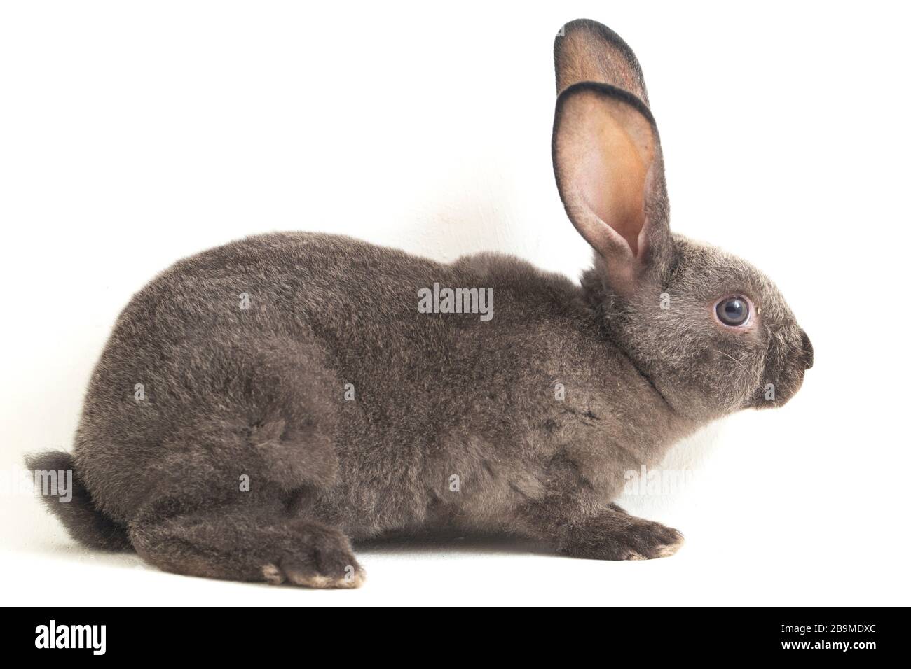 Graues rex-kaninchen isoliert auf weißem Hintergrund Stockfoto