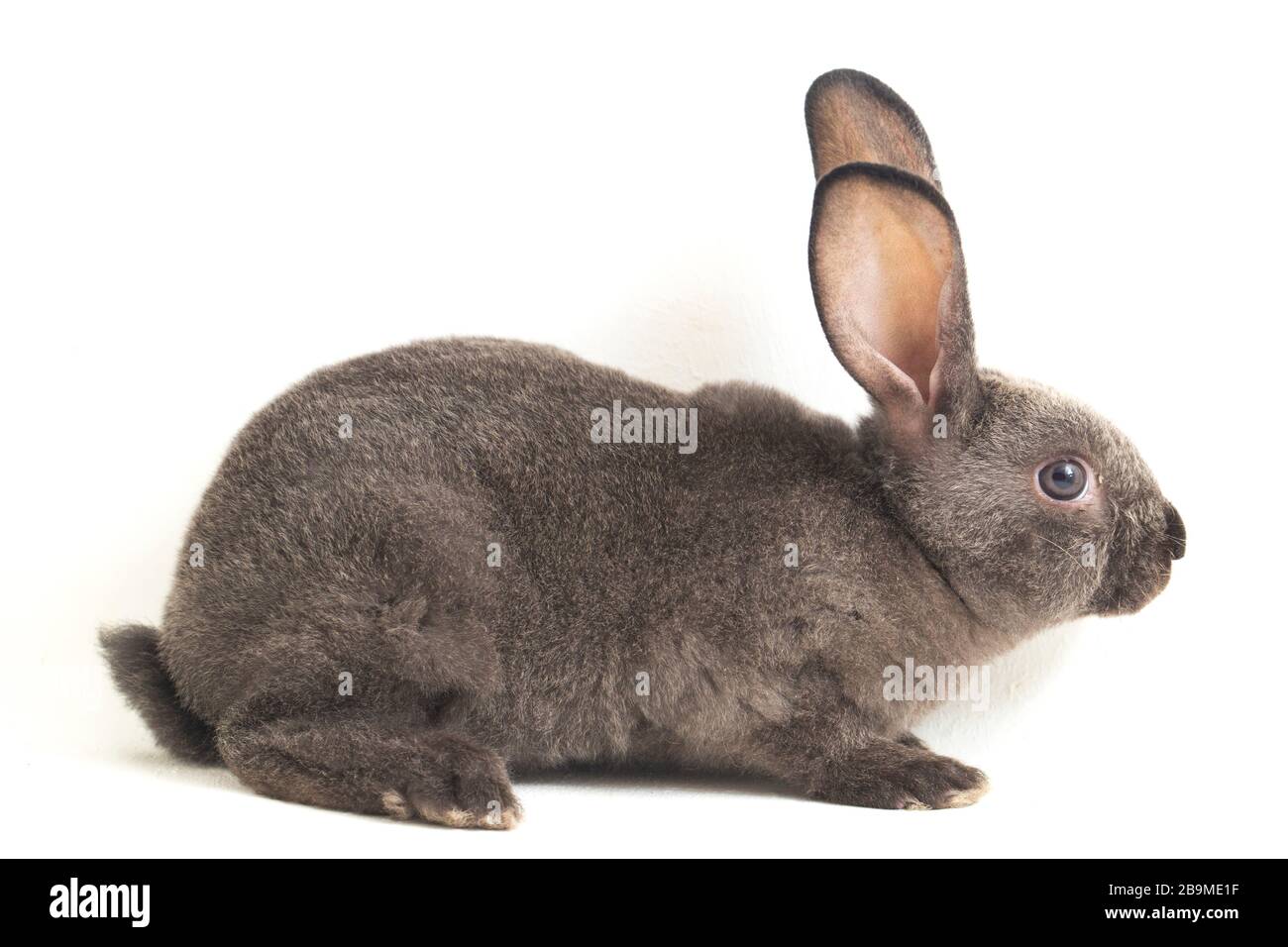 Graues rex-kaninchen isoliert auf weißem Hintergrund Stockfoto