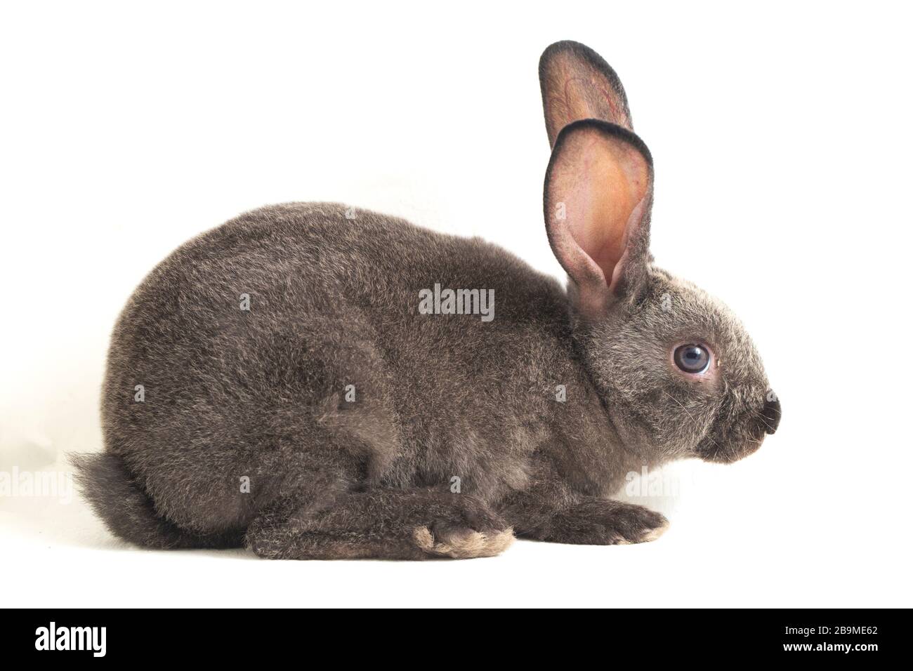 Graues rex-kaninchen isoliert auf weißem Hintergrund Stockfoto