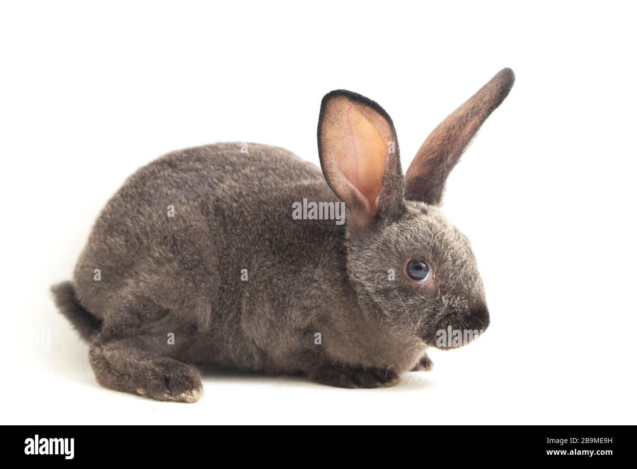 Graues rex-kaninchen isoliert auf weißem Hintergrund Stockfoto