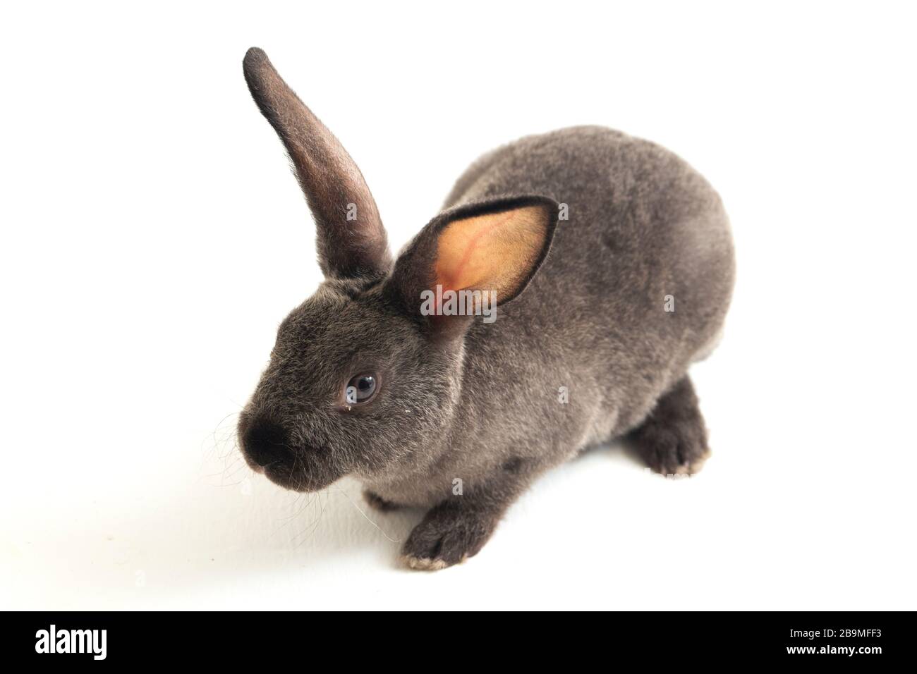 Graues rex-kaninchen isoliert auf weißem Hintergrund Stockfoto