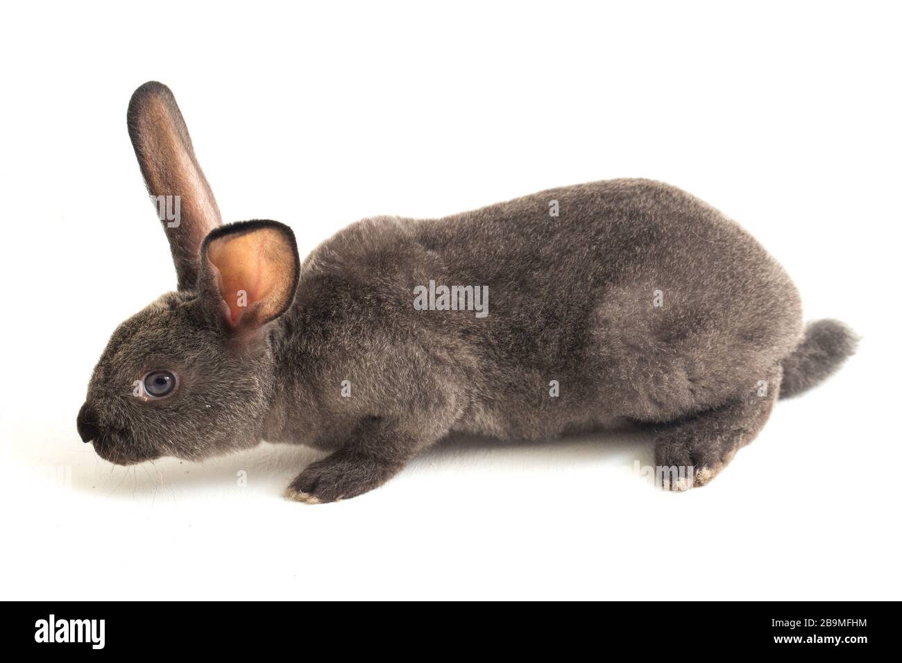 Graues rex-kaninchen isoliert auf weißem Hintergrund Stockfoto