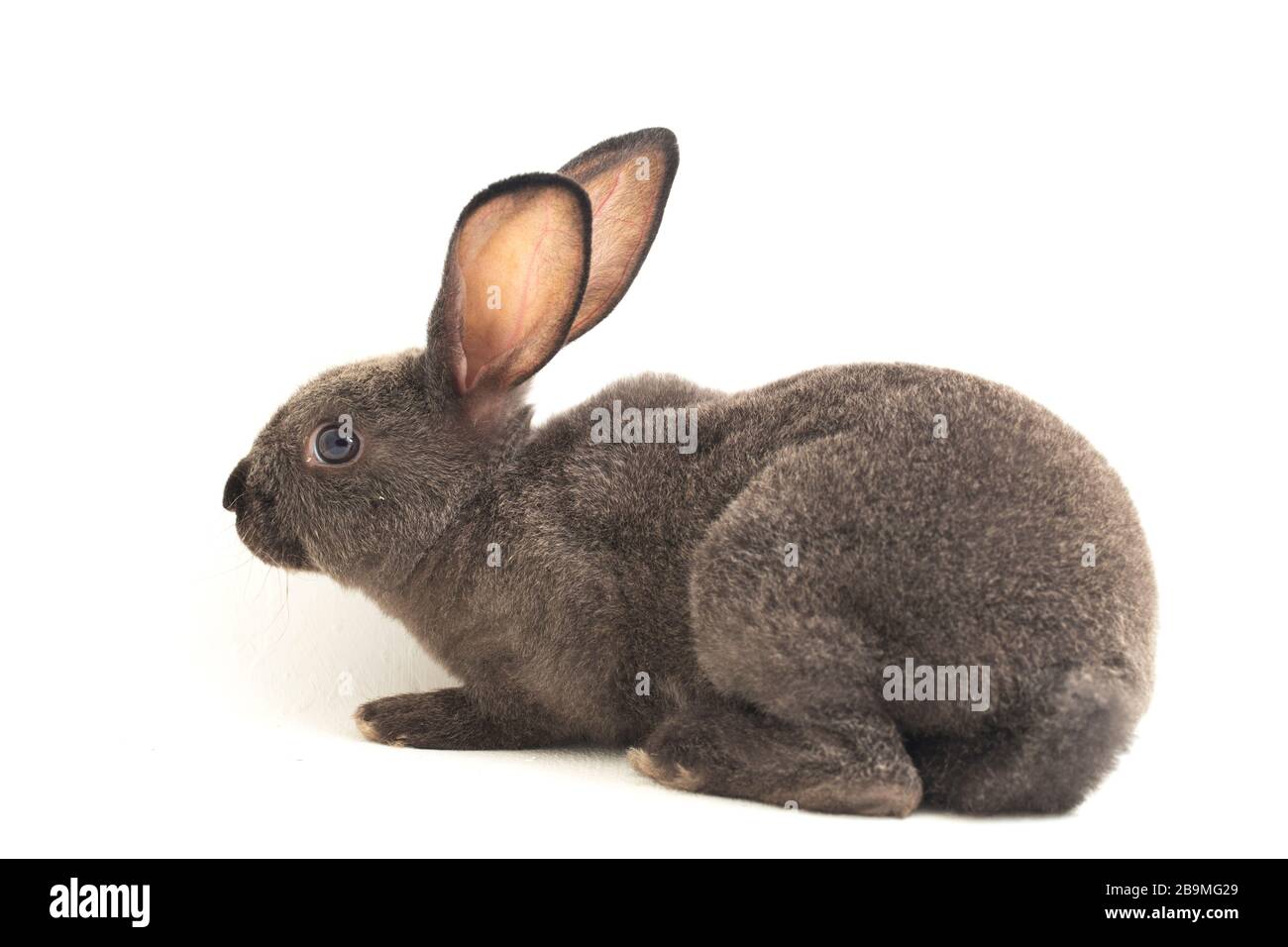 Graues rex-kaninchen isoliert auf weißem Hintergrund Stockfoto