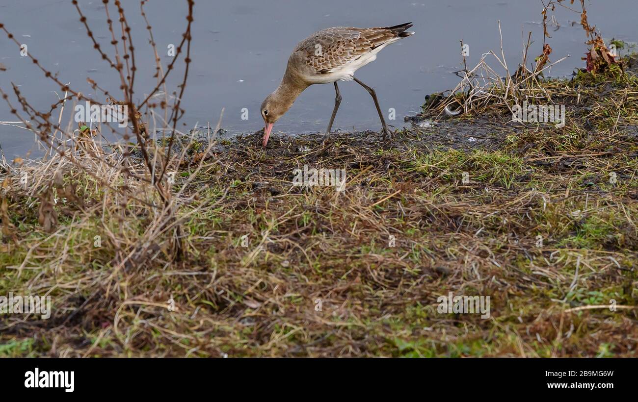 Burton Mere RSPB Reserve Stockfoto