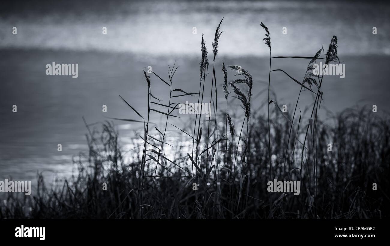 Burton Mere RSPB Reserve Stockfoto