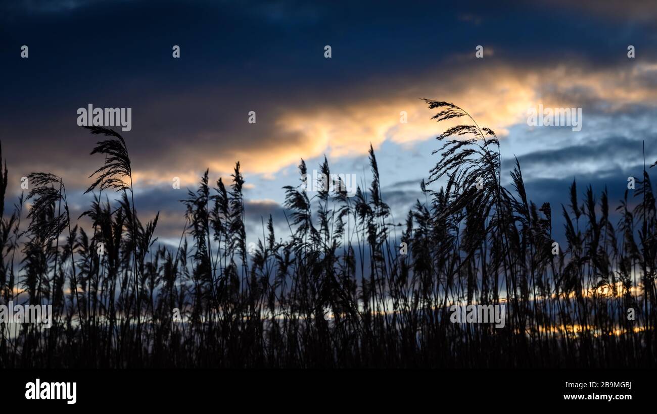 Burton Mere RSPB Reserve Stockfoto