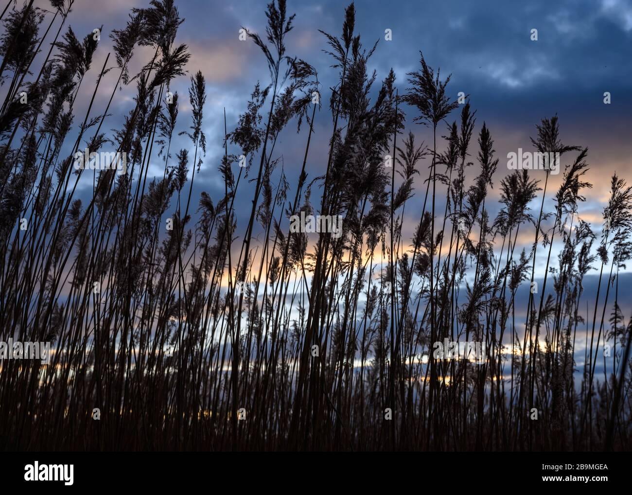 Burton Mere RSPB Reserve Stockfoto