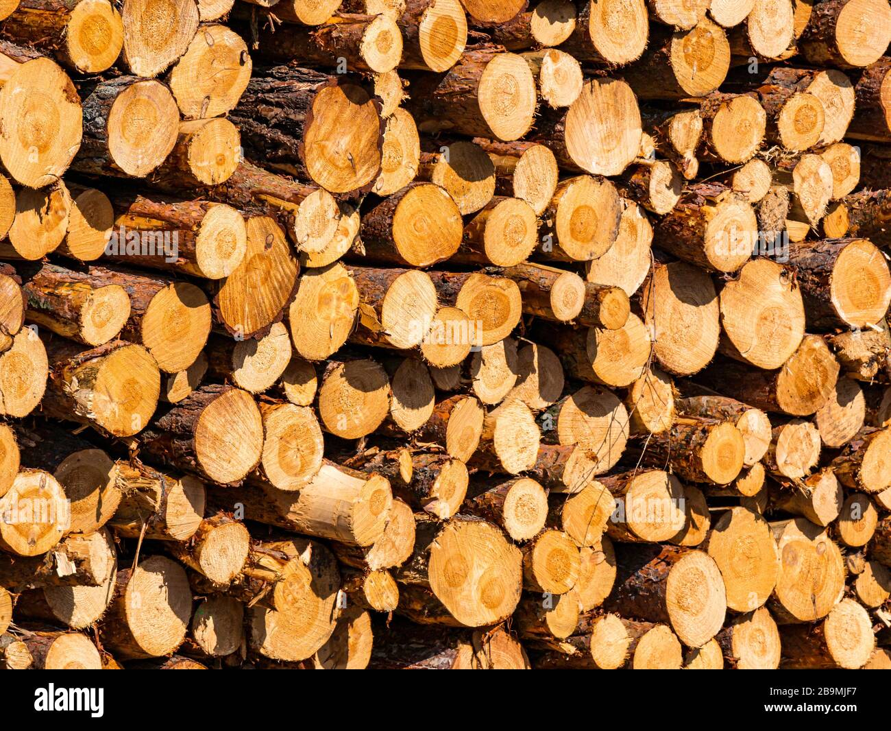 Nahaufnahme des Holzstapels nach der Forstarbeit, East Lothian, Schottland, Großbritannien Stockfoto