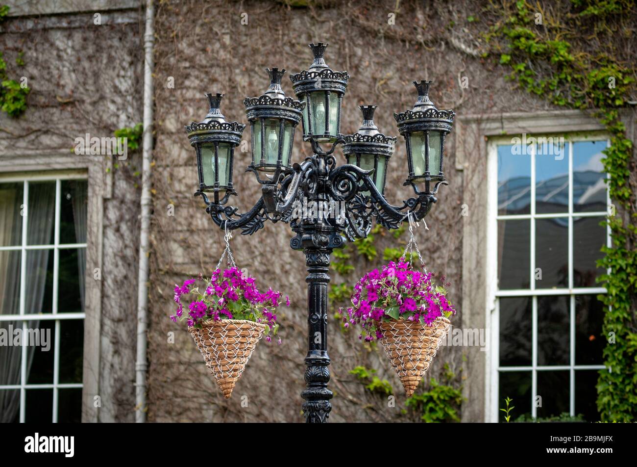 Lebendige Petunien blühen in Hängekörben an der viktorianischen Straßenlampe Gegen Gebäudefassade Wand mit Kletterpflanzen als bunte Straße Dekoration Stockfoto