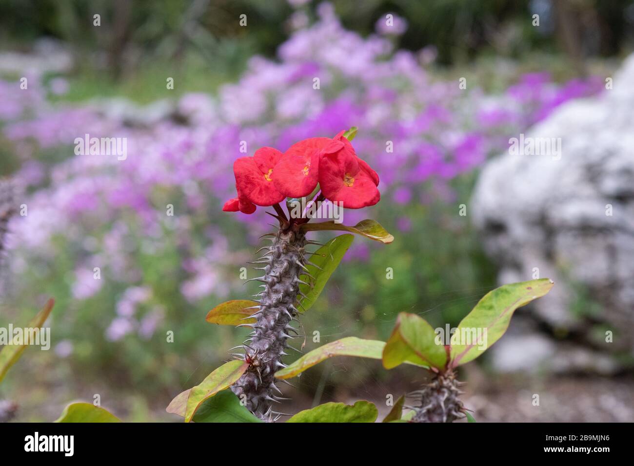 Euphorbia milii, Dornenkrone, Christuspflanze oder Christusdorn, in Lateinamerika Corona de Cristo genannt, ist eine blühende Pflanze im Stockfoto