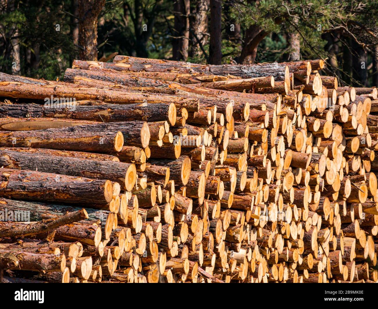 Holzstapel nach Forstarbeiten, John Muir Country Park, East Lothian, Schottland, Großbritannien Stockfoto