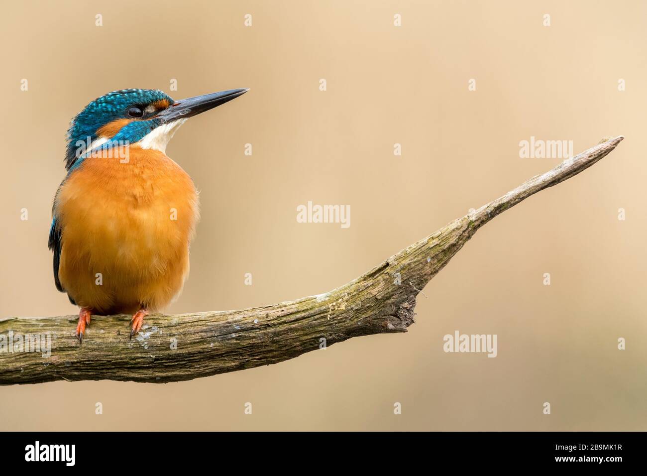 Männliches Königsfisher, das auf einem Ast vor einem ruhigen, gleichmäßigen Hintergrund eines entfernten Schilfbetts ruht Stockfoto