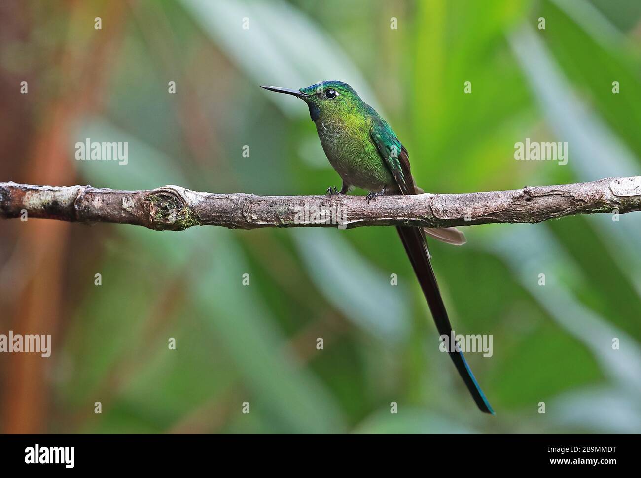 Langschwänziger Sylph (Aglaiocercus kingii mocoa) Erwachsener, der auf der Filiale Fundo Alto Nieva, Peru Februar thront Stockfoto