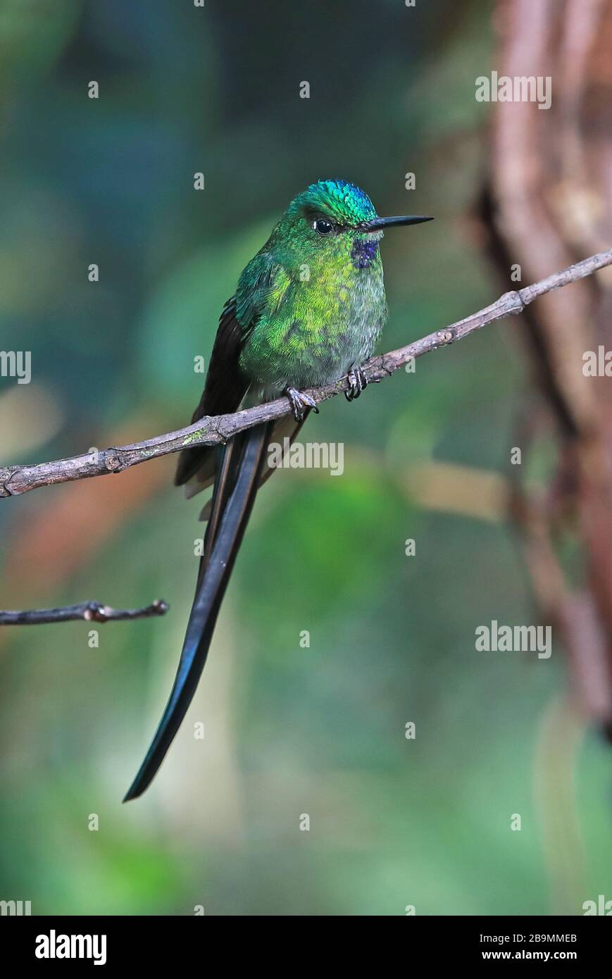 Langschwänziger Sylph (Aglaiocercus kingii mocoa) Erwachsener, der auf der Filiale Fundo Alto Nieva, Peru Februar thront Stockfoto