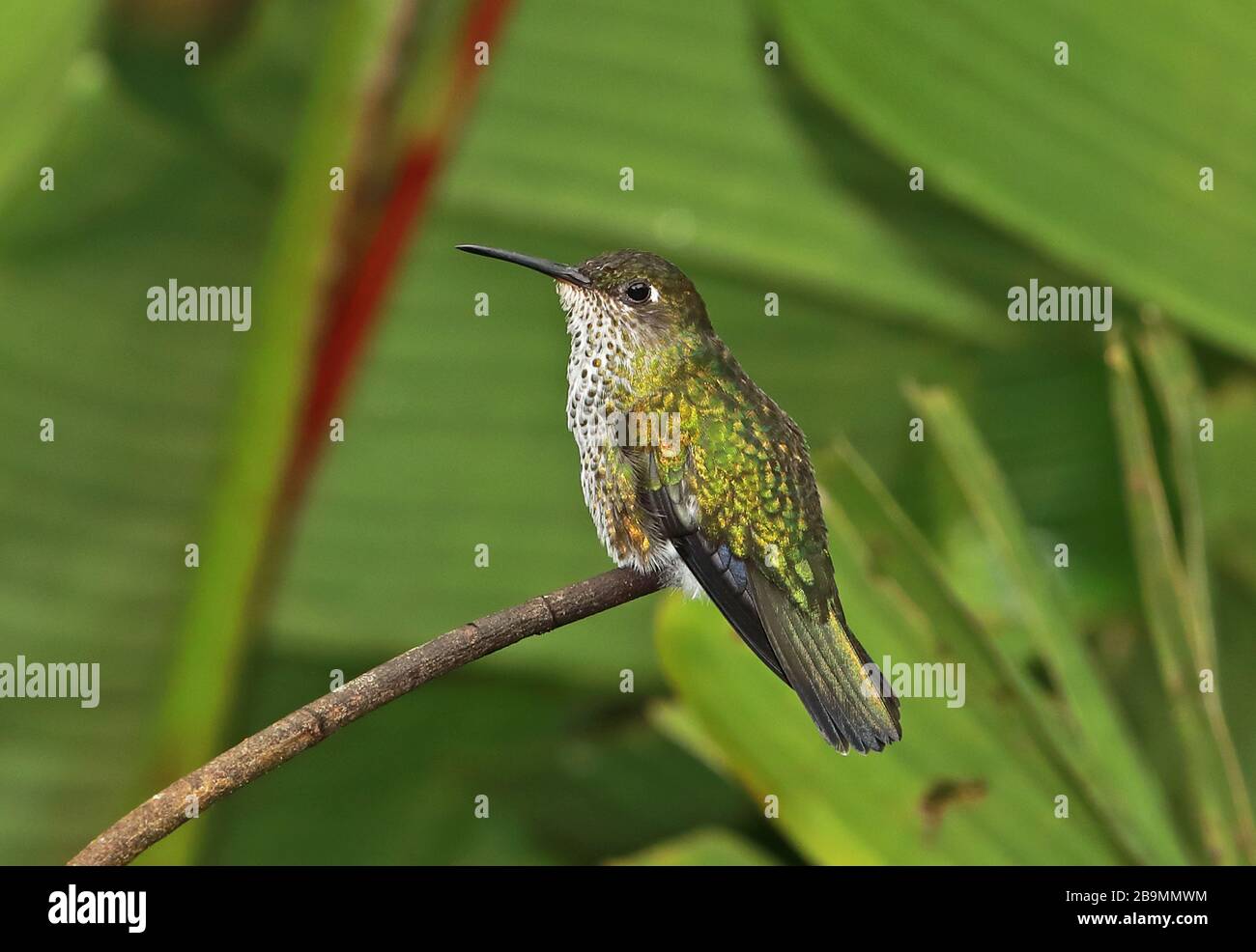 Viele gefleckte Hummingbird (Taphrospilus hypostictus) Erwachsene auf Twig Fundo Alto Nieva, Peru Februar Stockfoto