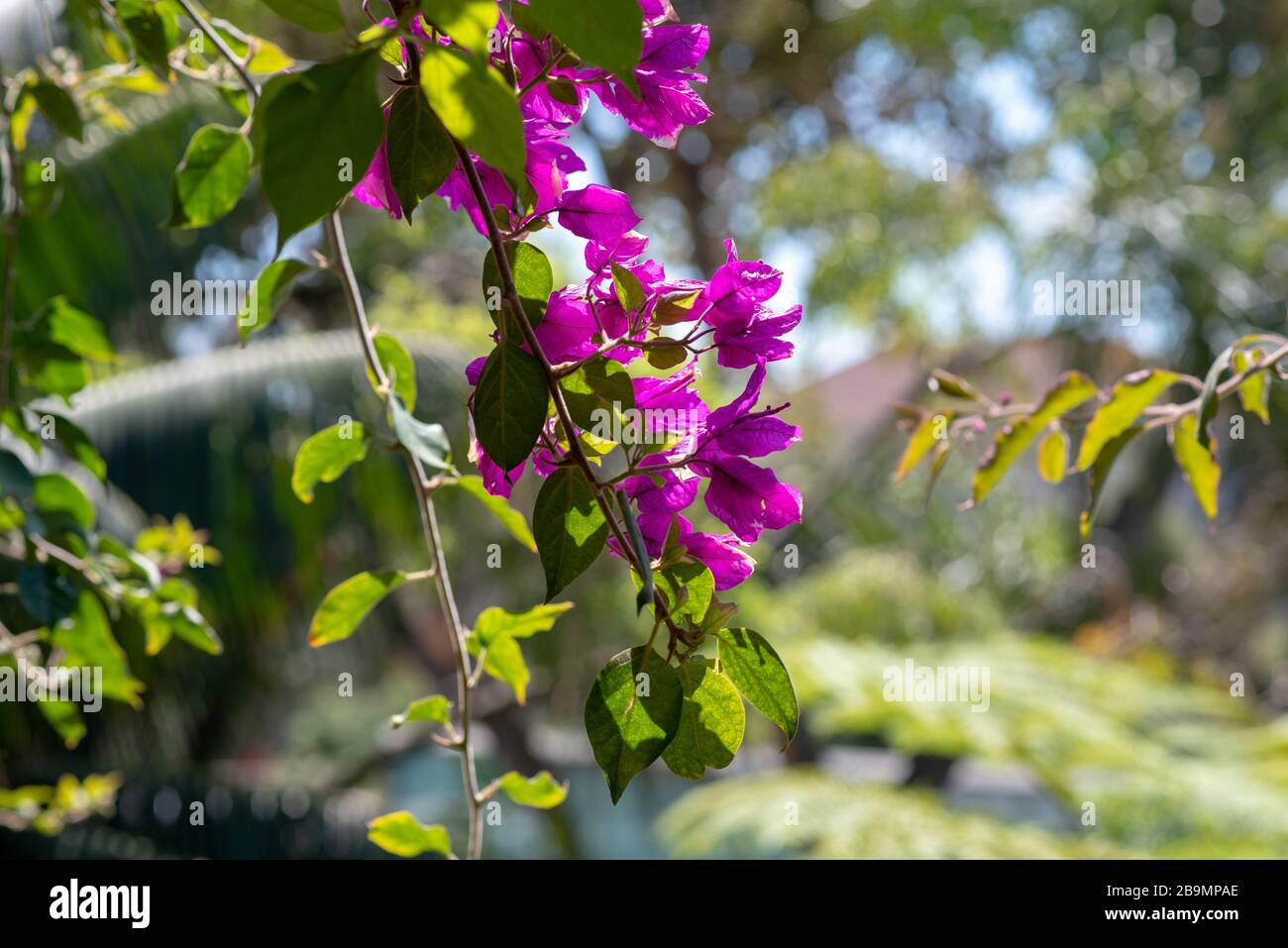 Bougainvillea Baum in Spanien Stockfoto