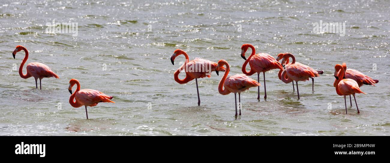 Flamingousherde im Salina Slagbaai See, Washington Slagbaai National Park, Bonaire Stockfoto