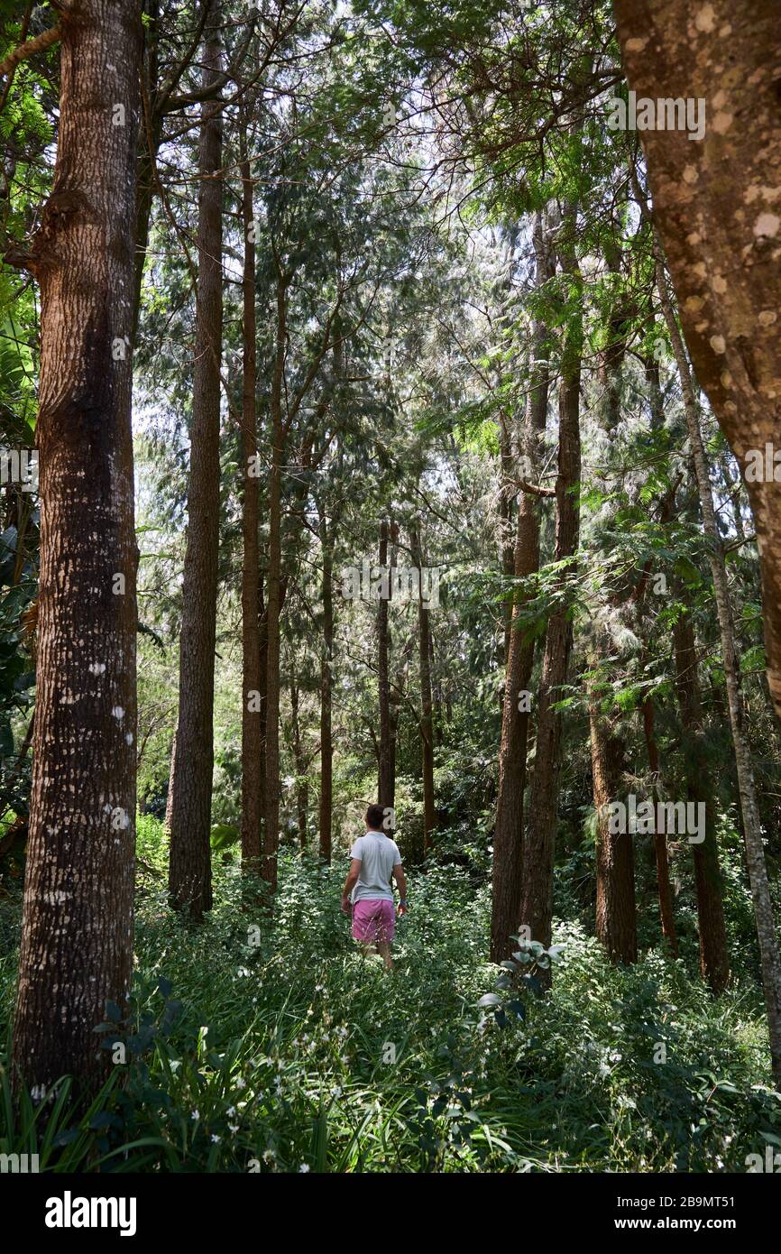 Ein weißer kaukasier, der einen Trekkkingpfad zwischen den Bäumen und Ästen eines Holzwaldes führt Stockfoto