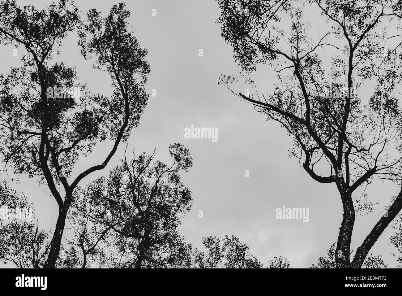 Alte Bäume mit verdrehten Zweigen in Schwarz-Weiß Stockfoto