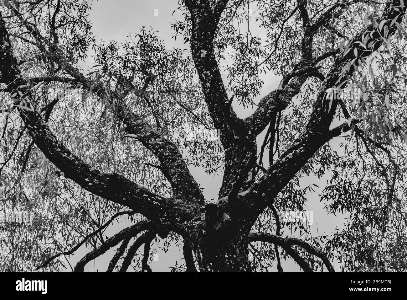 Alter Baum mit verdrehten Zweigen in Schwarz-Weiß Stockfoto