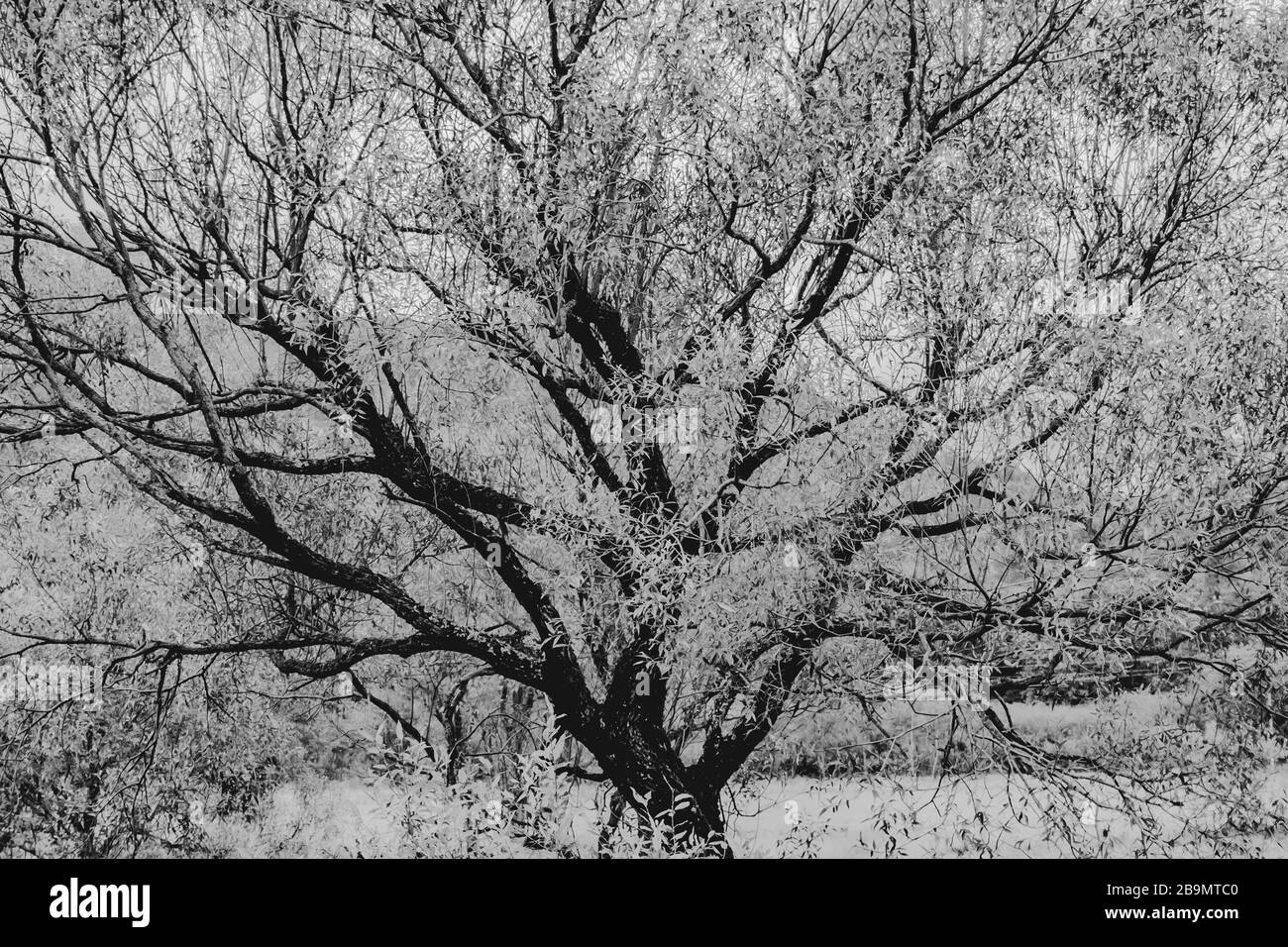 Alter Baum mit verdrehten Zweigen in Schwarz-Weiß Stockfoto
