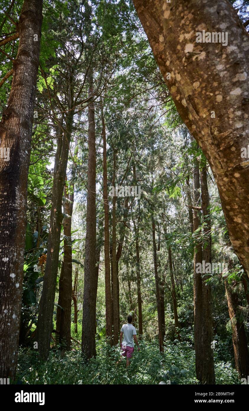 Ein weißer kaukasier, der einen Trekkkingpfad zwischen den Bäumen und Ästen eines Holzwaldes führt Stockfoto