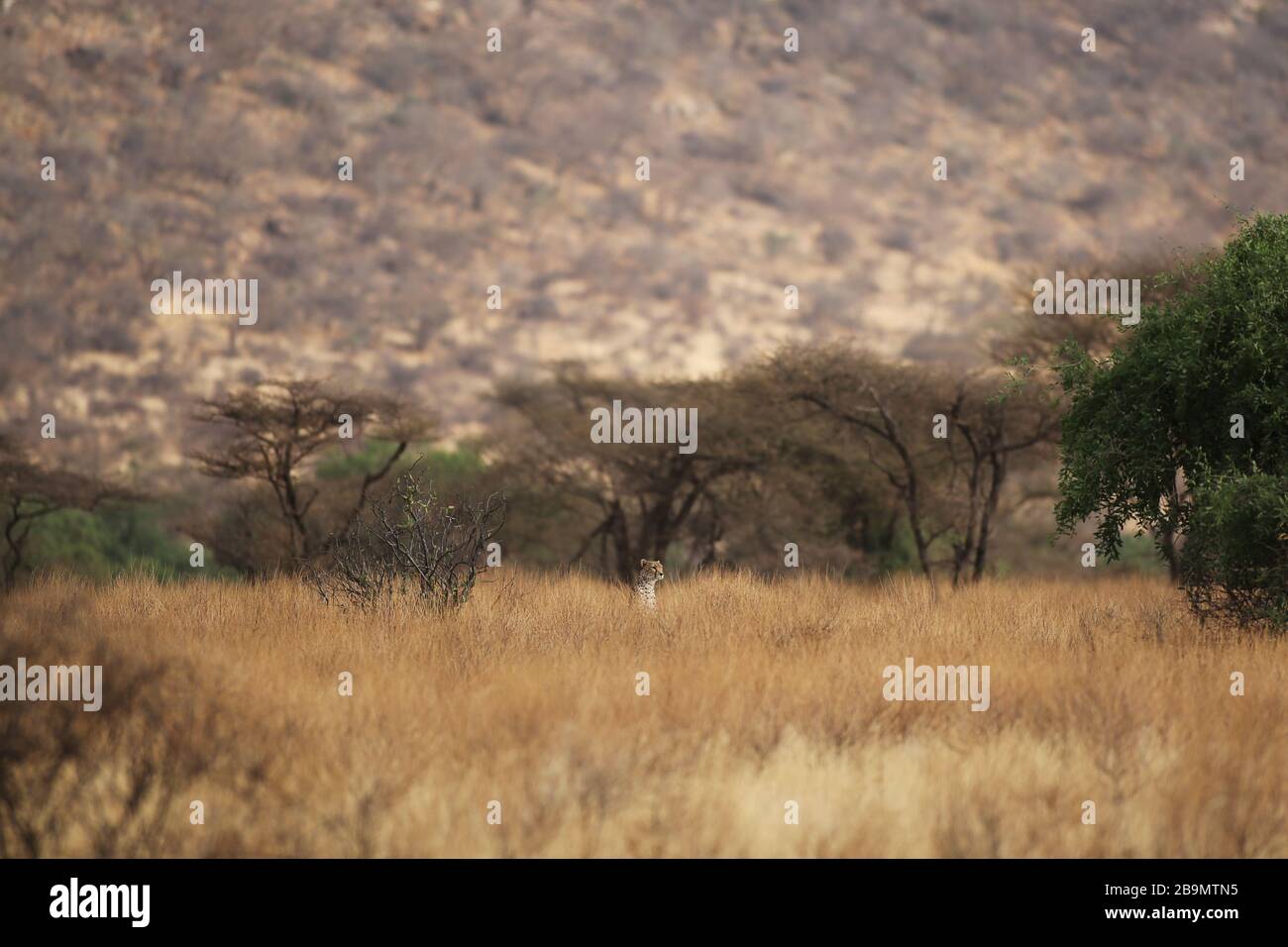 Ein Gepard scannt seine Umgebung in der Mitte des hohen trockenen Grases. Samburu National Reserve, Kenia. Stockfoto