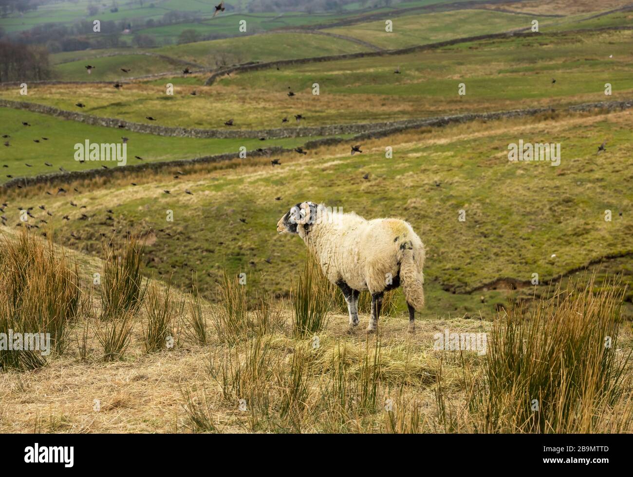 Ein einziges Swaledale Ewe, weibliches Schaf, das mit einer Schar von Sternenfleinen über den Dale blickt. Yorkshire Dales, Großbritannien. Horizontal. Platz für die Kopie Stockfoto