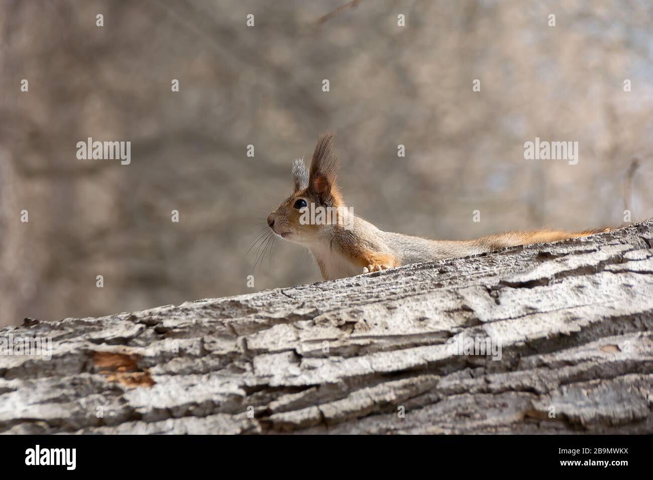 Ein kurioses Hörnchen blickt hinter einem Holzkehlel hervor. Frühlingmorgen Stockfoto