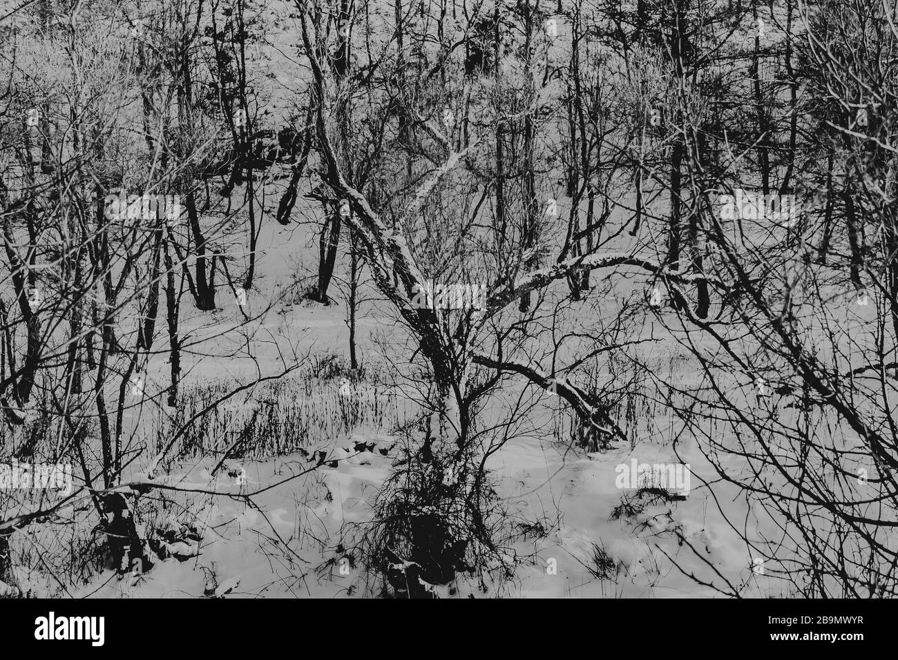 Alter Baum mit verdrehten Zweigen in Schwarz-Weiß Stockfoto