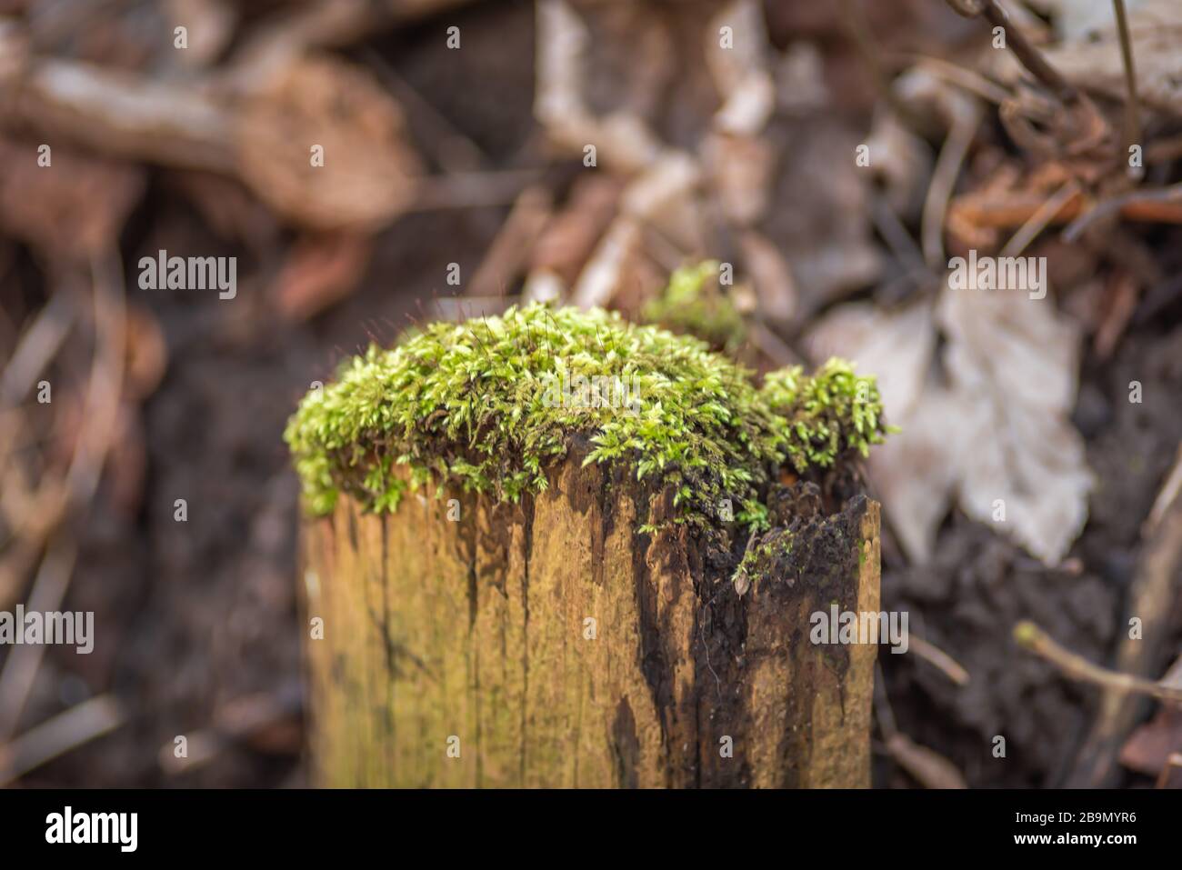 Moos auf Holz Stockfoto