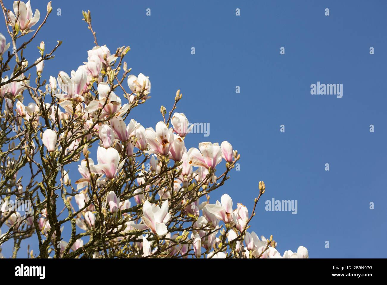 Ein blühender magnolienbaum an der Seite einer Landspur Ende märz. Dorset England GB Stockfoto