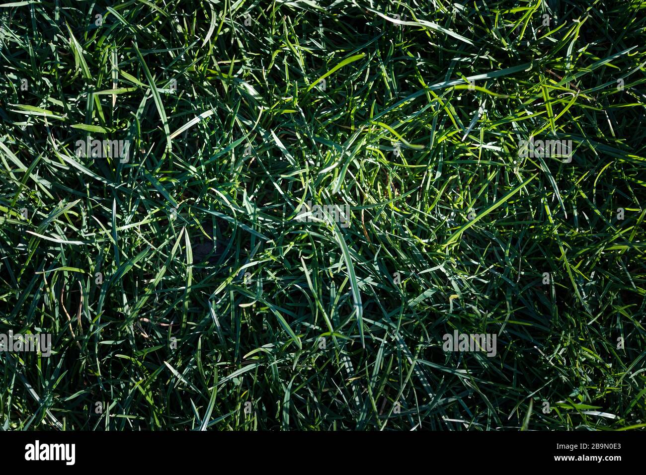 Nahaufnahme von ungeschnittenen Gras mit viel Kontrast, natürlicher Beleuchtung und präzisen, lebensechten Farben Stockfoto