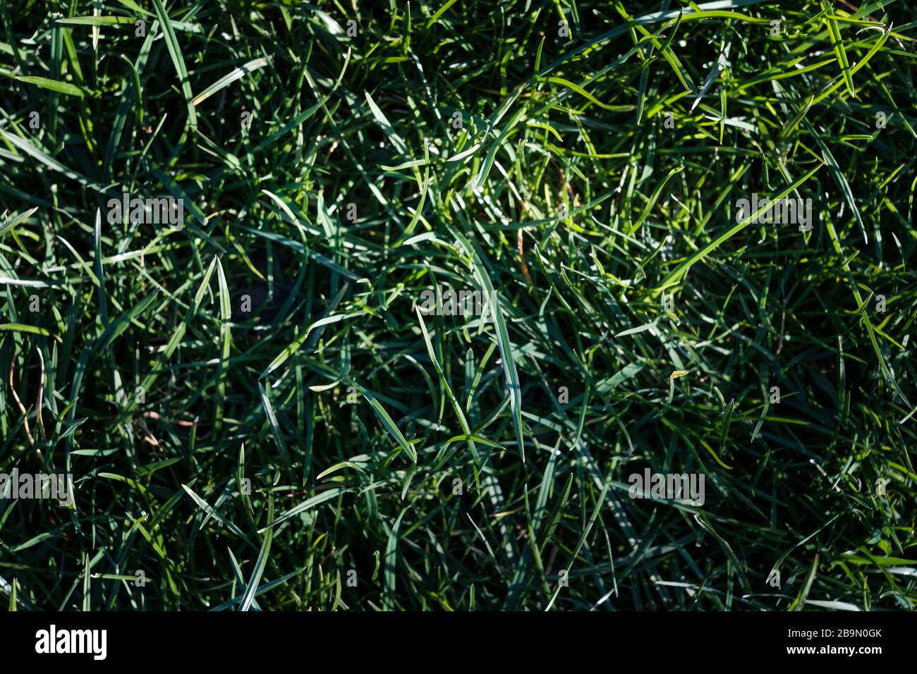 Nahaufnahme von ungeschnittenen Gras mit viel Kontrast, natürlicher Beleuchtung und präzisen, lebensechten Farben Stockfoto