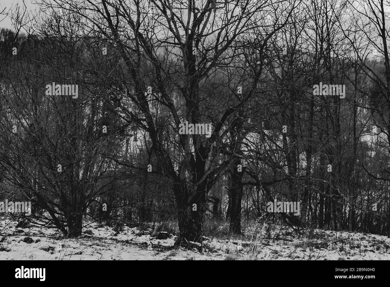 Alte Bäume in leerem Valey Stockfoto