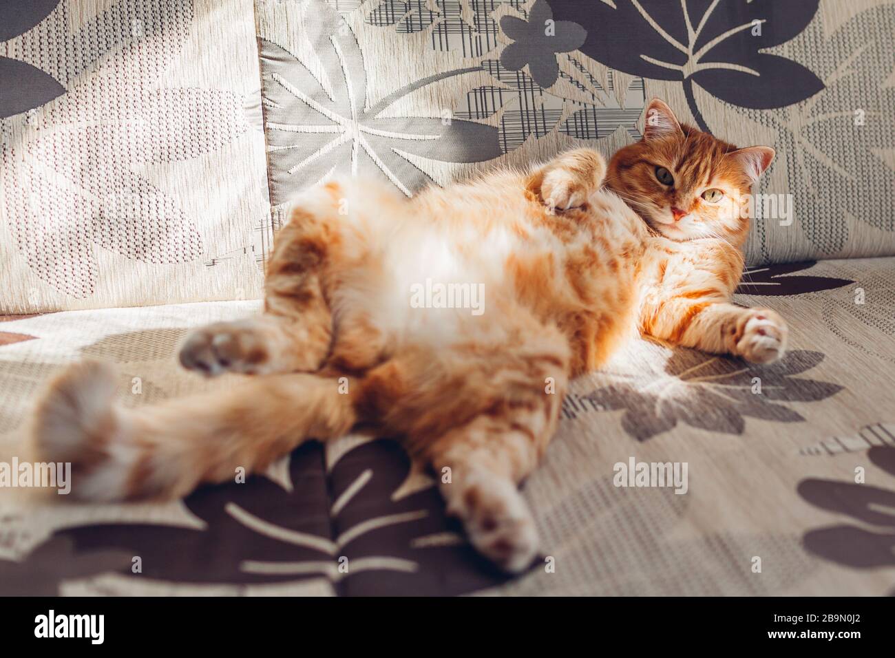 Ingwerkatze entspannt sich auf der Couch im Wohnzimmer, das in lustiger Pose auf dem Rücken liegt. Haustier, das zu Hause Sonne genießt Stockfoto