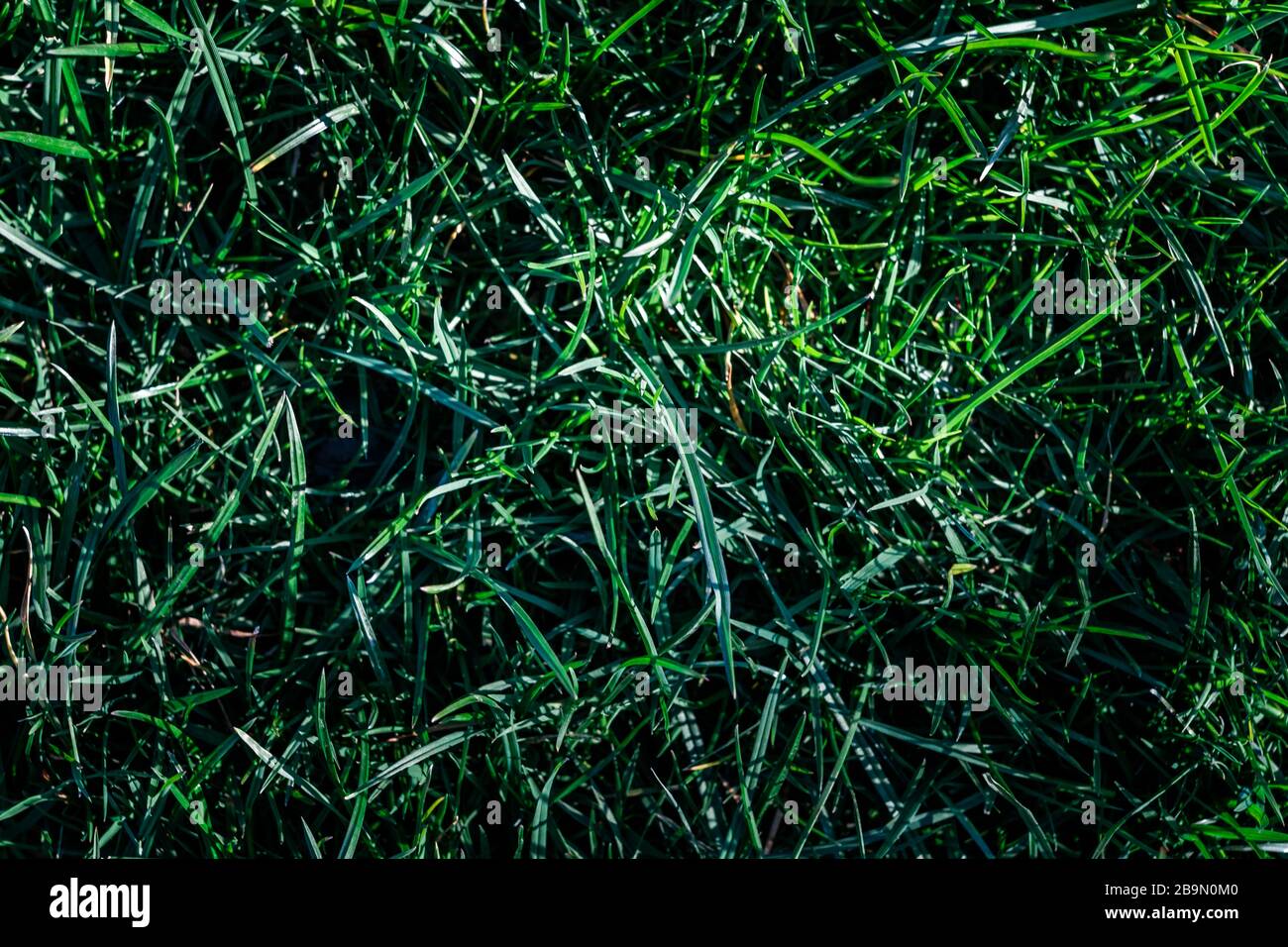 Nahaufnahme von ungeschnittenen Gras mit viel Kontrast, natürlicher Beleuchtung und präzisen, lebensechten Farben Stockfoto