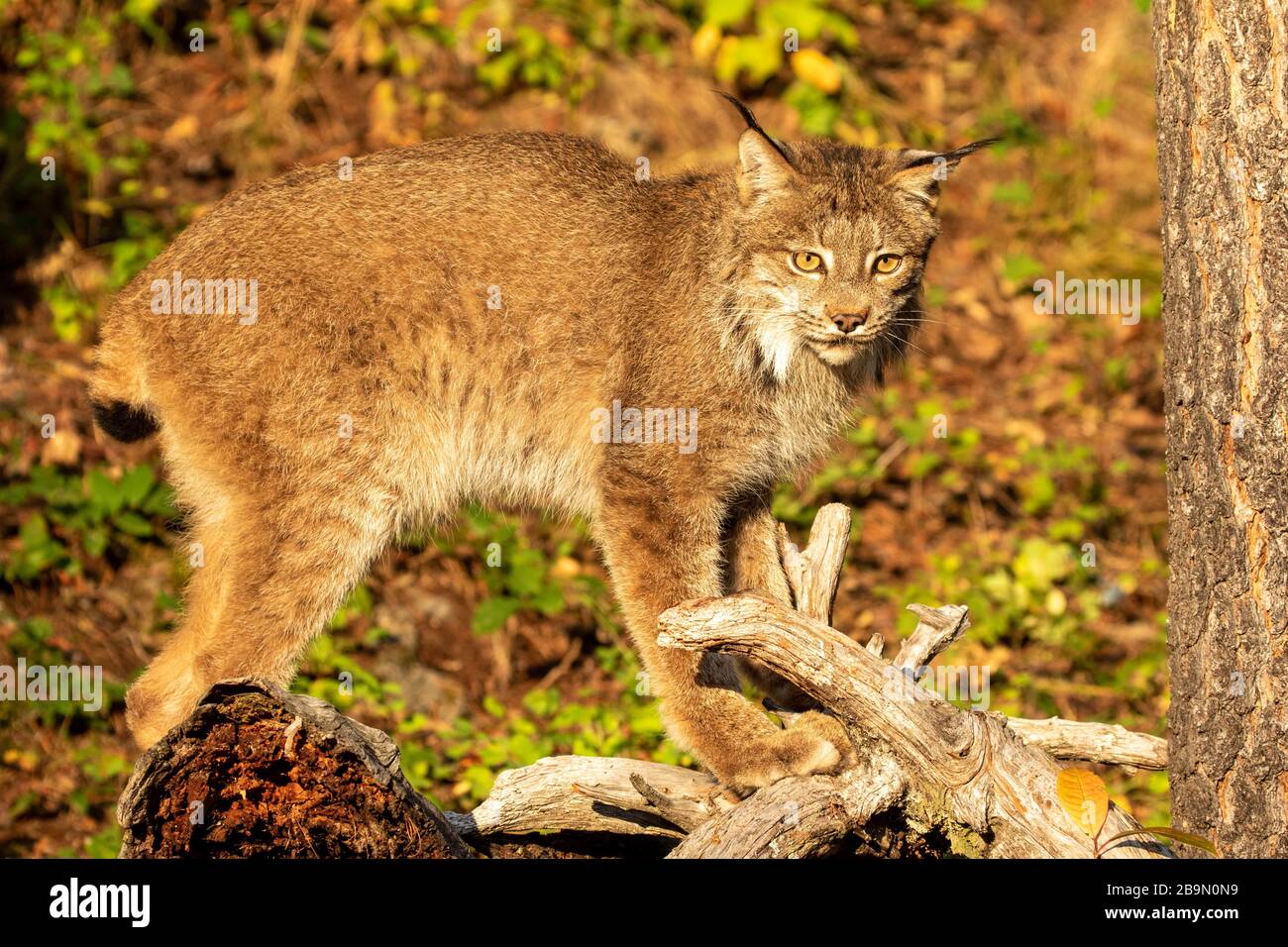 Kanadischer Luchs pausiert bei Triple D in Montana Stockfoto
