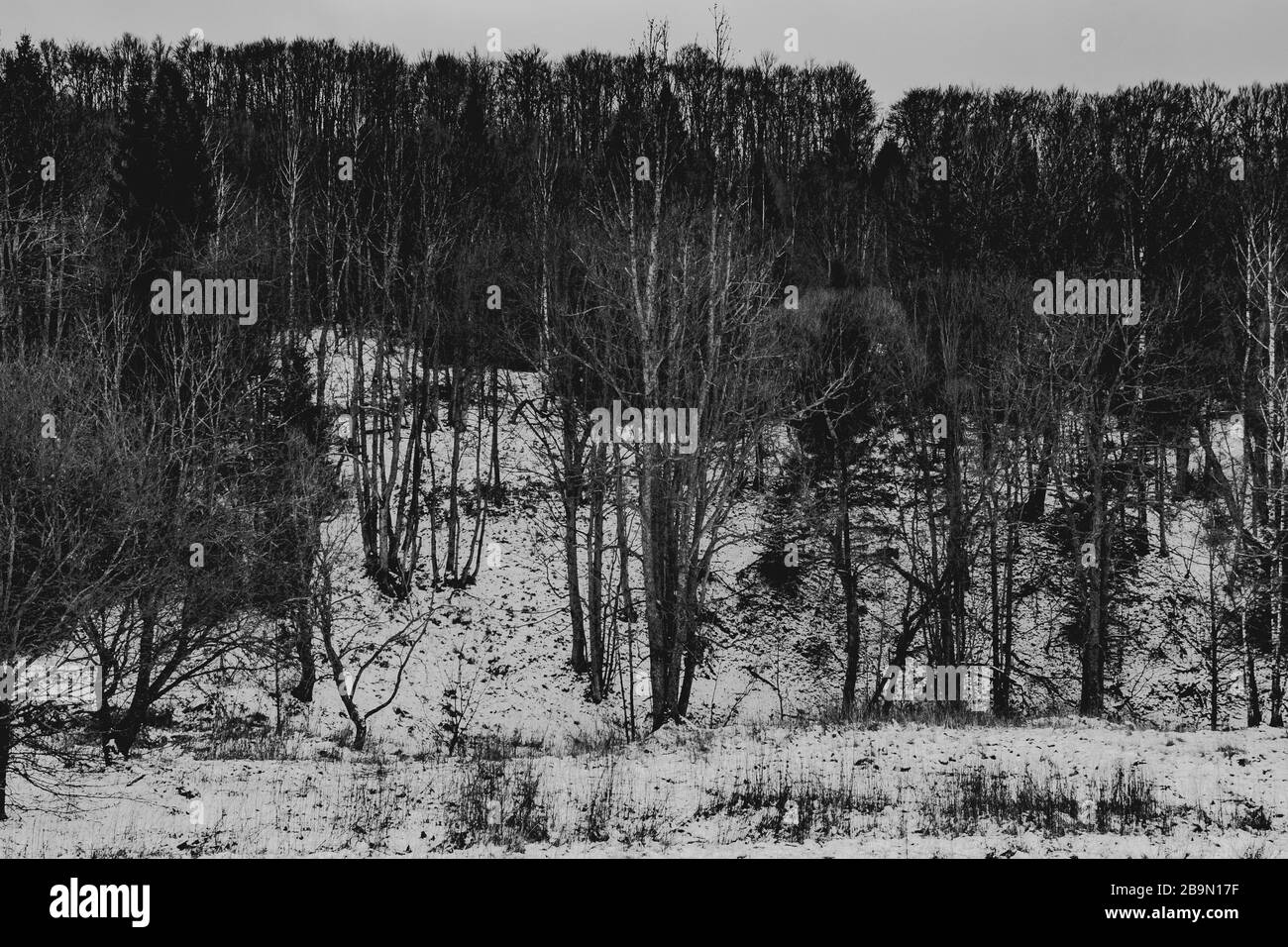 Alte Bäume in leerem Valey Stockfoto